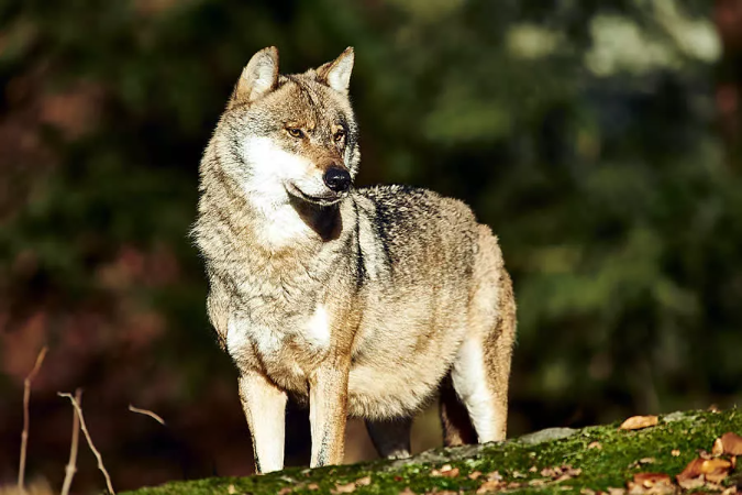 Wolf im Nationalpark Bayerischer Wald