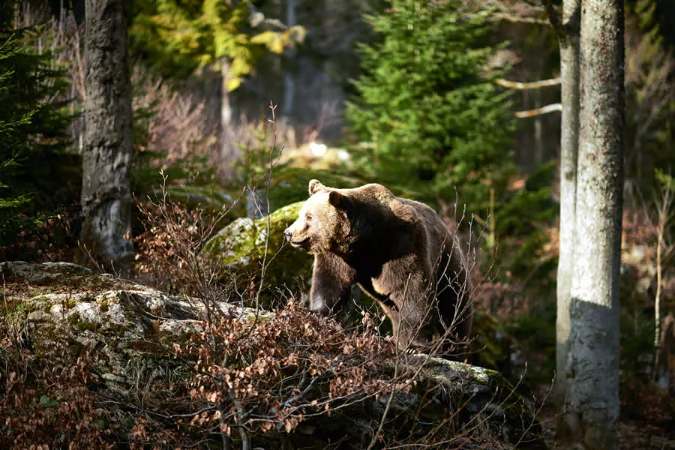 Bären im Nationalpark Bayerischer Wald