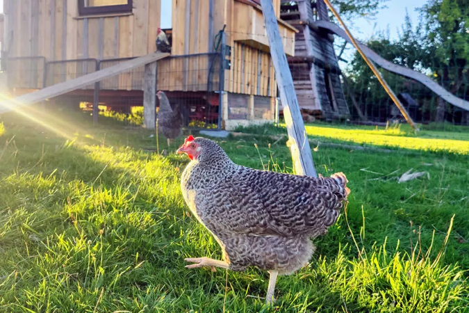 glückliche Hühner  auf dem Bauernhof