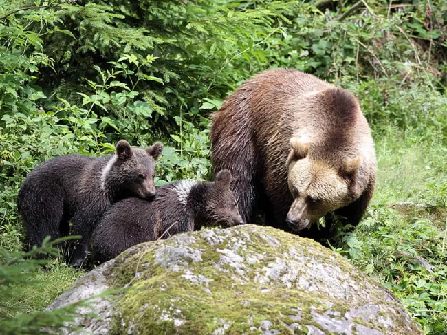 Bären im Nationalparkzentrum Lusen