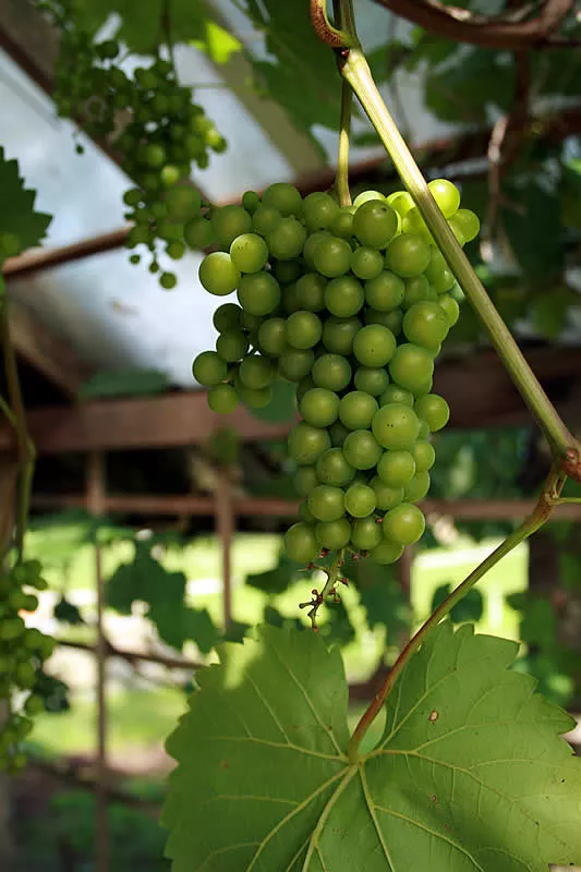 Weintrauben auf dem Bauernhof
